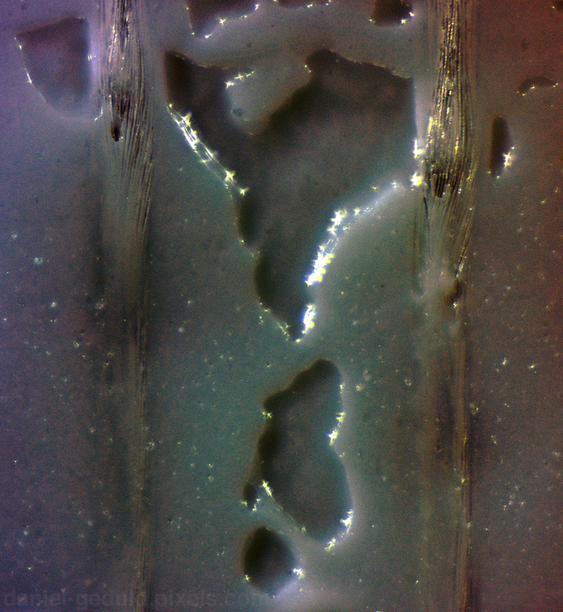 Illustration for article titled Microscope Monday no. 3: Bears and Duct Tape